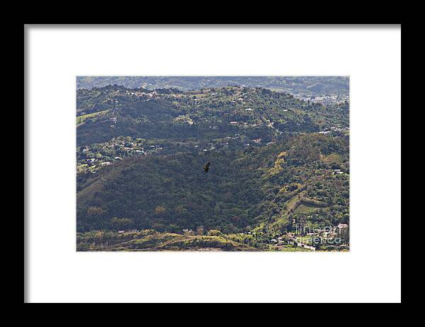 Guaraguao - Framed Print